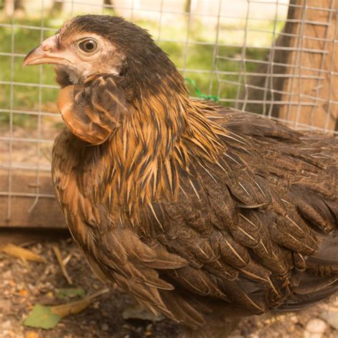 Raising Araucana Chickens   Breed Facts   ChickenCoopGuides.com