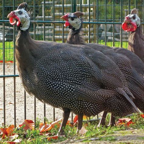 Raising Guinea Fowl   Homesteading and Livestock | Animals ...