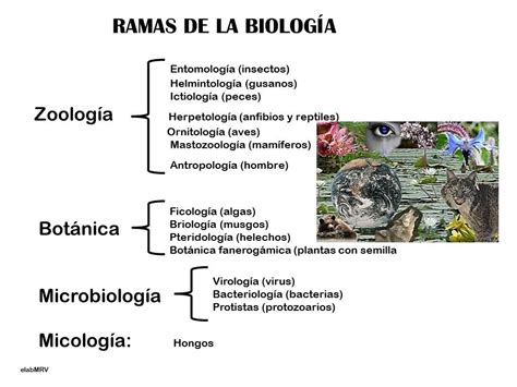 RAMAS DE LA BIOLOGIA1.1