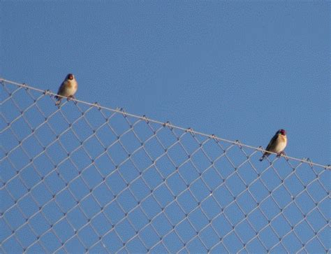 Rambla Salada  Fortuna/Murcia : Fauna de Rambla Salada ...