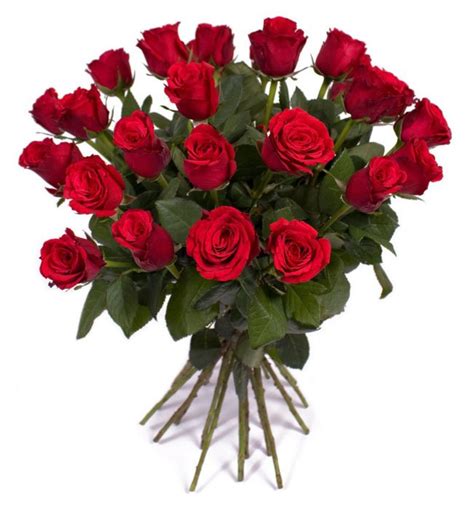 Ramo de 24 Rosas Rojas San Valentín Entrega a domicilio