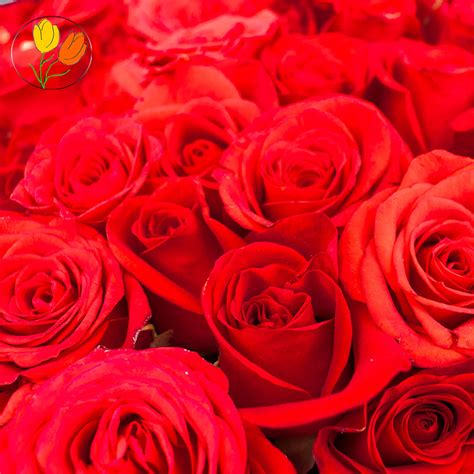 Ramo de 50 rosas rojas   Decorali tu floreria consentida.