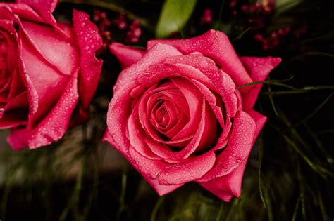 Ramo de flores rosas tonos variados y verdes selectos – Floristeri­a ...