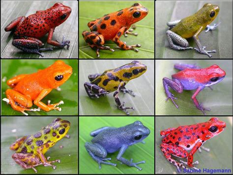 Ranas venenosas | Sapos y ranas, Ranas de colores, Animales exóticos