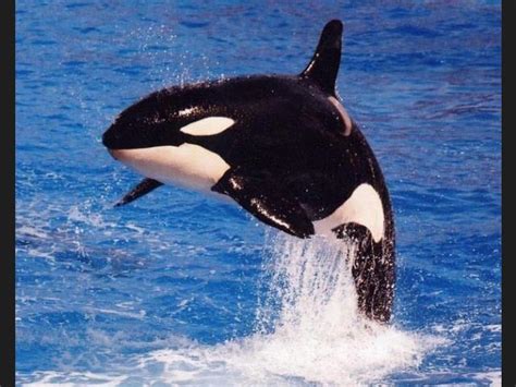 Ranking de Curiosidades sobre las orcas   Listas en ...