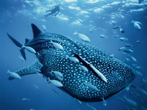 Ranking de El tiburón ballena ¡Gigante del océano ...