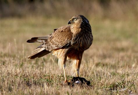 Rapaces del mundo: Las aves rapaces de Nueva Zelanda.