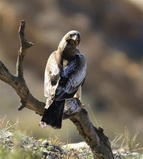 rapaces diurnas de cataluña: Aguila calzada desde hide.2 2 2020