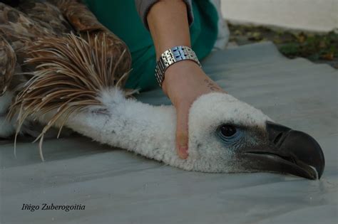 RAPACES Y CARNÍVOROS DE BIZKAIA