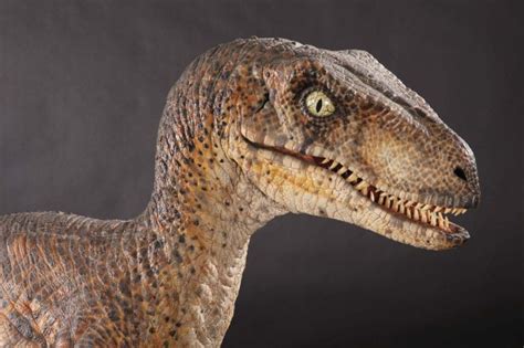 Raptor Dinosaur Facts | Dinosaurs Pictures and Facts