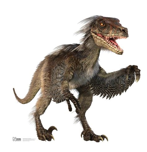Raptor Dinosaur Facts | Dinosaurs Pictures and Facts
