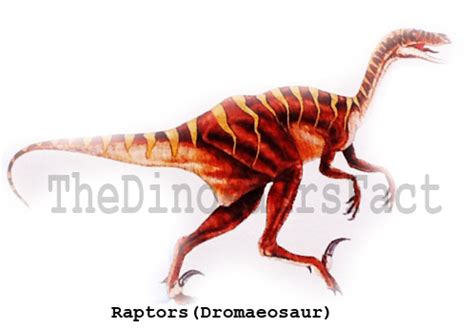 Raptors   The Dinosaurs Facts