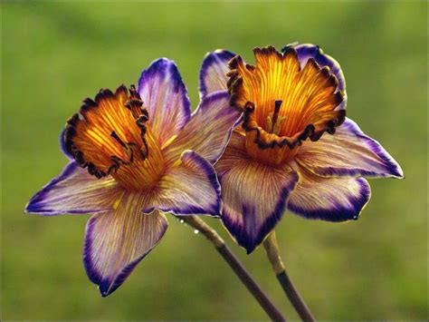 Rare Beautiful Flowers | THE BEAUTIFUL RARE FLOWERS ...