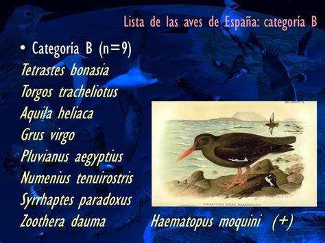 Rare Birds in Spain Blog: Lista de las aves de España 2012