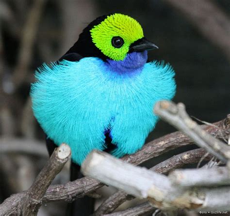 Rare Birds | Spectacularly Colored Very Rare Birds | So ...