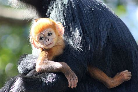 Rare Bright Orange Monkey Born at Australian Zoo Picture ...