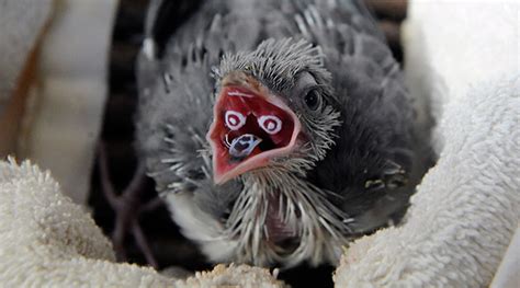 Rare Chick Hatches at New York’s Central Park Zoo