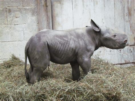 Rare Glimpse of Cincinnati Zoo Rhino Birth and First ...