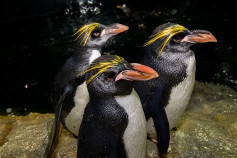 Rare Penguin Species Debuts At Central Park Zoo | Central Park, NY Patch