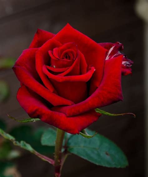 Rare Red Rose Bush 50 Seeds Beautiful & Exotic perennial | Etsy