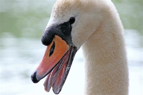 Raro, Curioso, Desconocido: La lengua del cisne