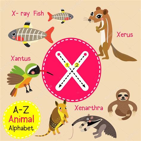 Rastreamento de carta de alfabeto X bonito crianças zoo de ...