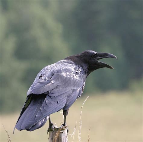 Raven Corvus corax Linnaeus, 1758
