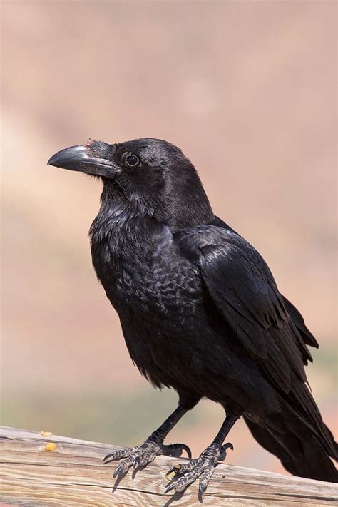 Raven corvus Corax Tingitanus Photograph by Bob Gibbons ...