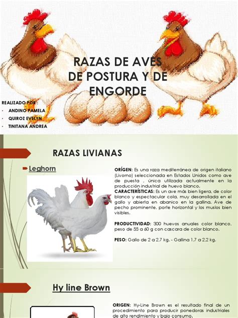 Razas de Aves de Postura y de Engorde | Pollo | Aves