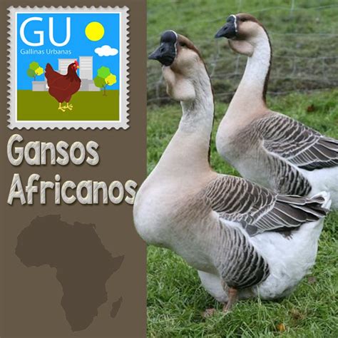 Razas de gallinas | Aves de corral, Gallinas, Gallinas urbanas