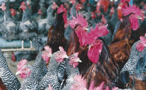Razas de gallinas de postura en Guatemala – Venta de ...