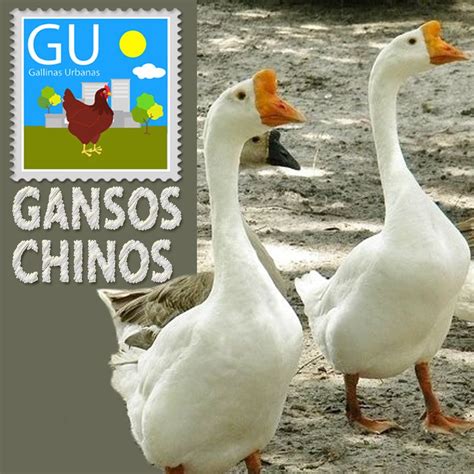 Razas de gallinas | Gallinas, Gallinas y gallos, Aves de ...