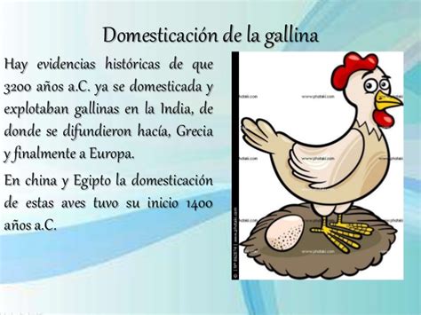 Razas de gallinas