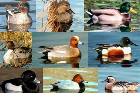 Razas de Patos   Características, Hábitat y Cría | CurioSfera Animales