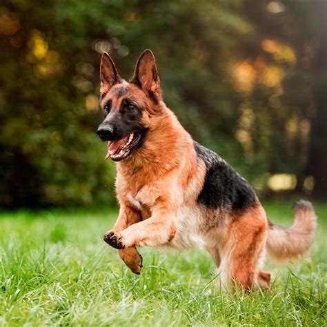 Razas de perro: Estas son los mejores perros para defensa ...