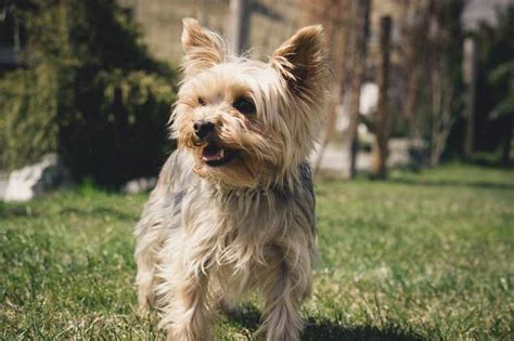 Razas de perros compatibles con Chihuahua: los compañeros ...