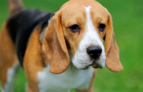 Razas de perros con orejas largas » Blog de Cuida Mi Mascota