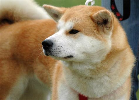 Razas de Perros: Fotos de Akita Inu