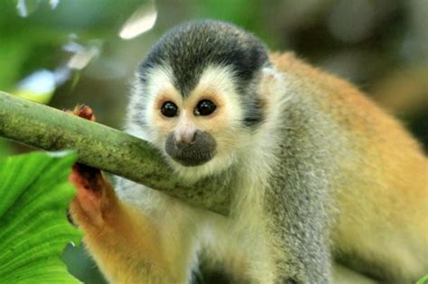 Razones para no tener monos como mascotas Ella Paraguay