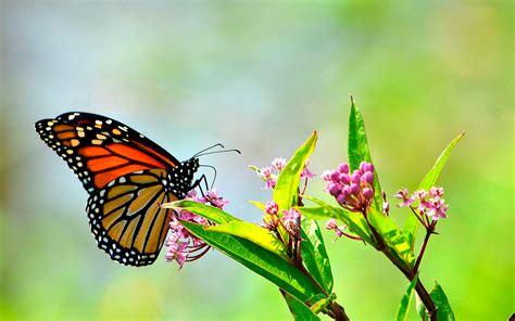 Reabren Santuarios de la mariposa monarca en Michoacán ...