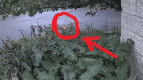 Real Fairy Caught on Tape  Amazing Footage!    YouTube