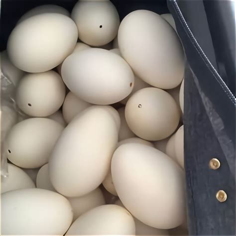 Real Goose Eggs for sale in UK | 57 used Real Goose Eggs