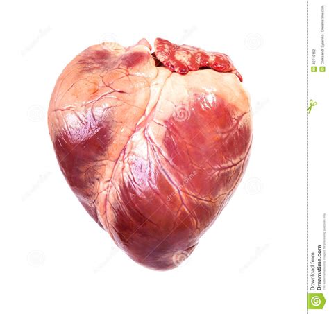 Real heart stock photo. Image of body, organ, eating ...