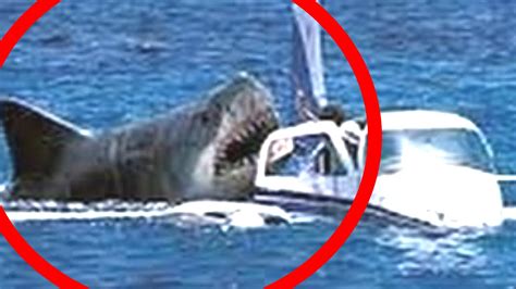 REAL MEGALODON Caught on Camera 2016 !   YouTube