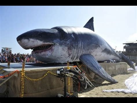Real Megalodon Found   World s Biggest Shark Ever Found ...