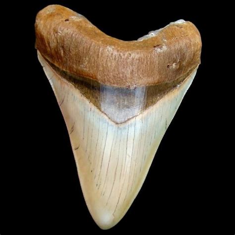 Real Megalodon Shark tooth for sale – Investment Fossils ...