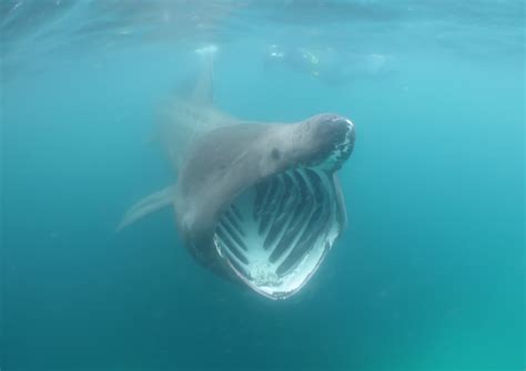Real Monstrosities: Basking Shark