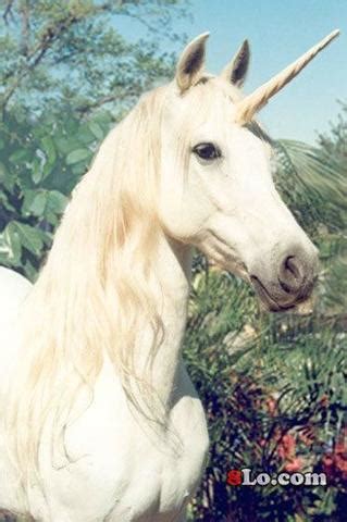 Real Unicorn Pictures: A Visual Collection of Unicorn ...