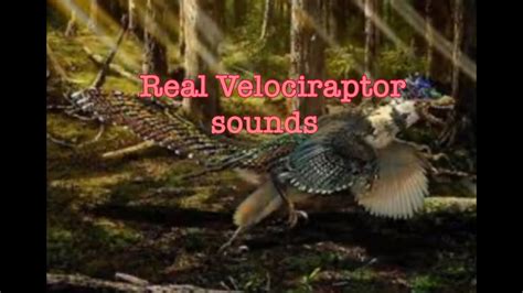 Real Velociraptor Sounds !   YouTube