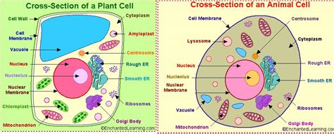 Recall that plant and animal cells are similar because ...